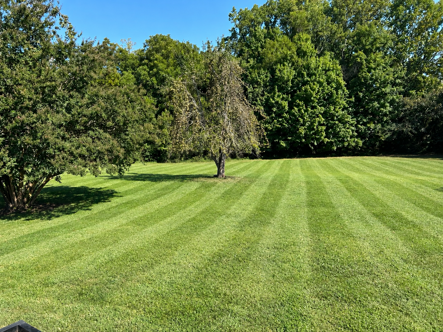 Open lawn with fresh mowing stripes and no visible homes